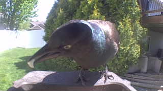 common grackle