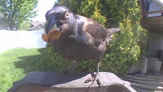 common grackle