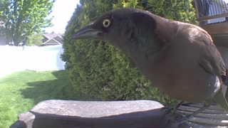 common grackle