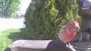house finch
