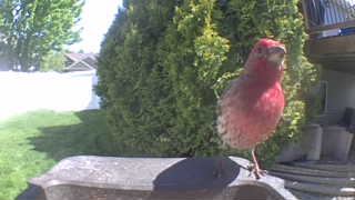 house finch