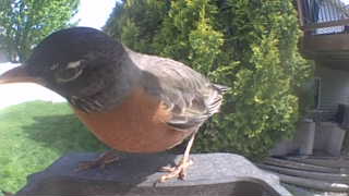 american robin