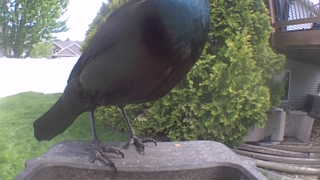 common grackle