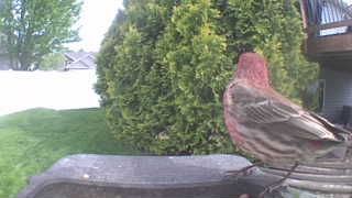 house finch