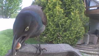 common grackle