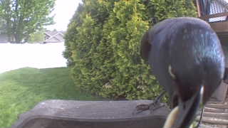 common grackle