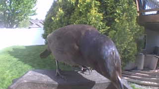 common grackle