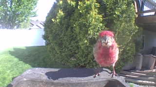 purple finch