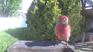 house finch