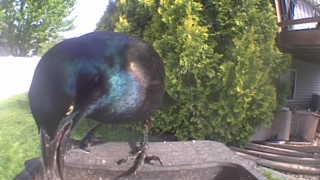 common grackle