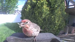 house finch