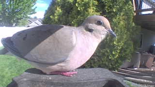 mourning dove
