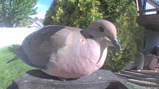mourning dove
