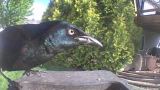 common grackle