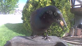 common grackle