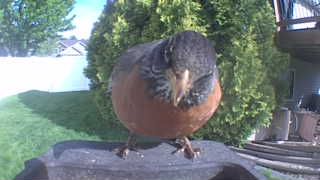 american robin