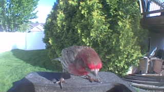 house finch