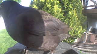 rock pigeon