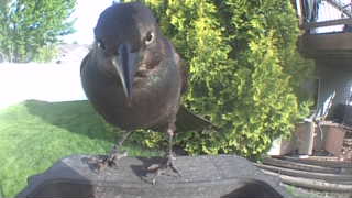 common grackle