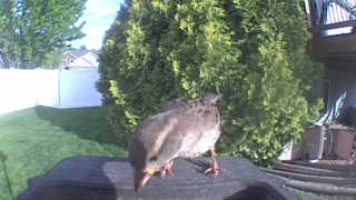 american robin