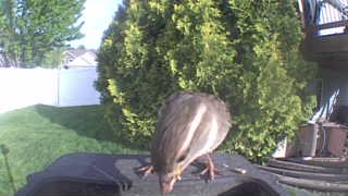 house sparrow
