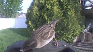 house sparrow