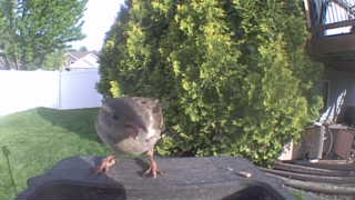 house sparrow