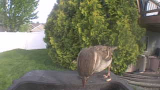 house sparrow
