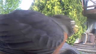 american robin