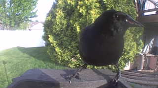 american crow