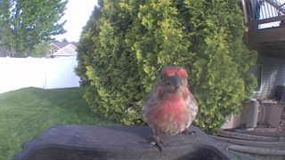 purple finch