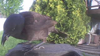 common grackle