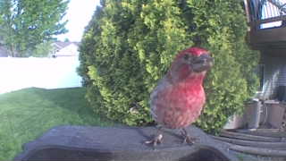 house finch