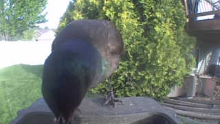 rock pigeon