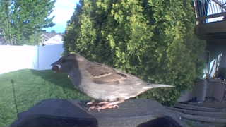 house sparrow