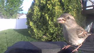house sparrow