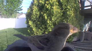 house sparrow
