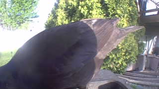 common grackle