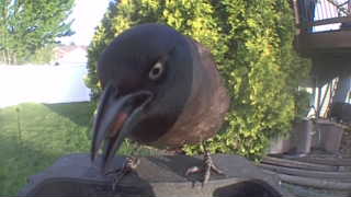 american crow