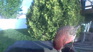 house finch