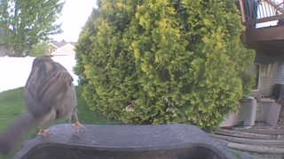 song sparrow