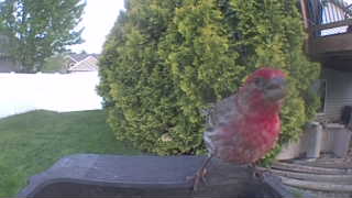 house finch