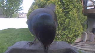 common grackle