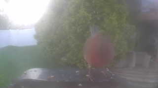 american robin