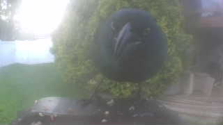 american crow