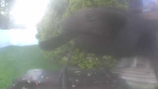 common grackle
