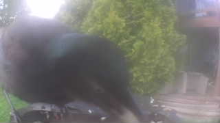 common grackle