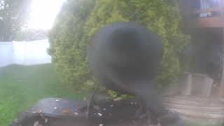 Unidentified clip