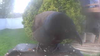 american crow