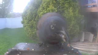 common grackle